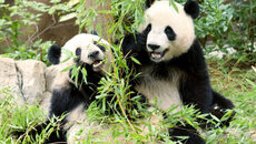 ursii-panda,-victimele-tensiunilor-politice-dintre-beijing-si-tokyo.-lei-lei-si-xiao-xiao-vor-fi-trimisi-in-china