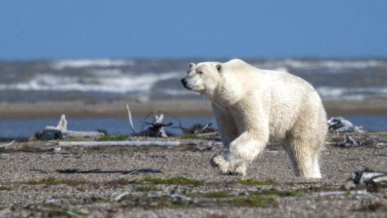 „frigiderul-lumii”-se-incalzeste-accelerat.-cercetatorii-avertizeaza-ca-„iarna-este-redefinita”-in-arctica