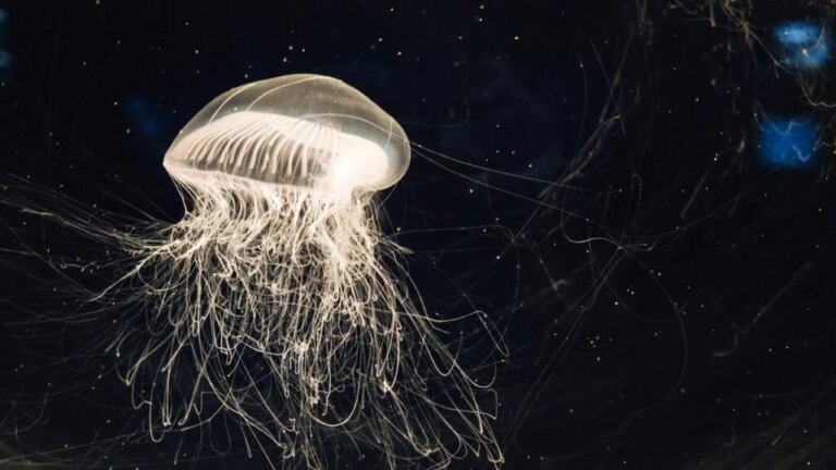 nasa-a-trimis-2500-de-meduze-in-spatiu:-s-au-intors-60.000,-dar-ceva-nu-era-in-regula