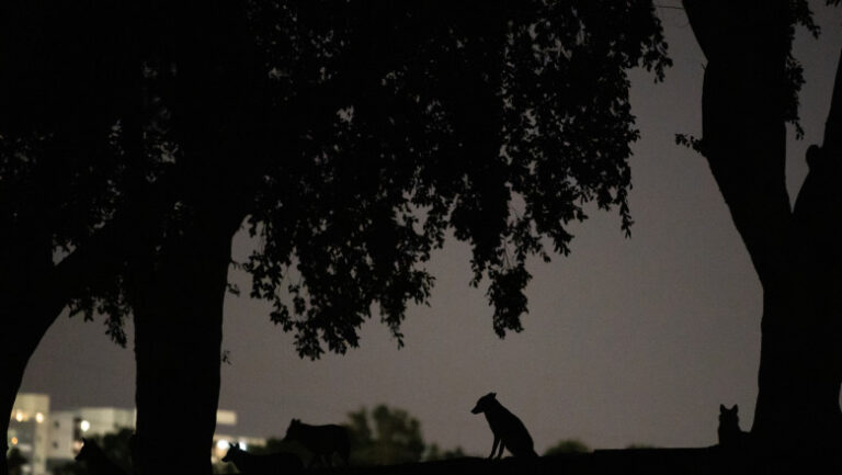 alerta-intr-un-mare-oras-din-vestul-tarii:-sacalii-seamana-teroare-zi-si-noapte.-localnicii-sunt-revoltati:-„nu-mi-se-pare-normal”