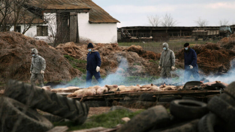 ce-se-mai-intampla-in-rusia:-statul-omoara-animalele-fermierilor-din-cauza-unei-boli-misterioase-pe-care-refuza-sa-o-numeasca