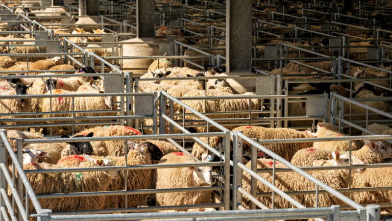 algeria-vrea-sa-importe-peste-un-milion-de-ovine-din-romania-in-2027.-in-premiera,-sunt-incluse-si-livrari-de-carne