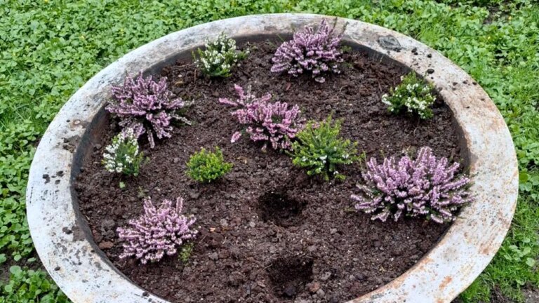 florile-din-parcul-chismigiu,-pazite-de-politisti-locali.-sute-de-flori-furate-in-cateva-zile