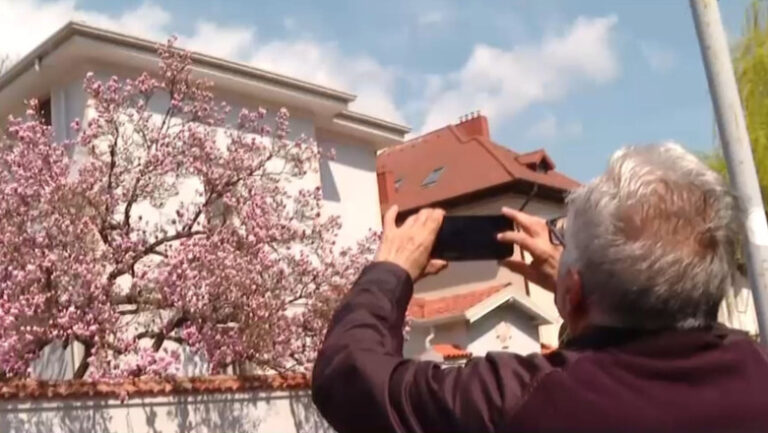 explozie-de-culori-pe-strazile-din-capitala.-unde-se-afla-cele-mai-spectaculoase-magnolii-din-bucuresti
