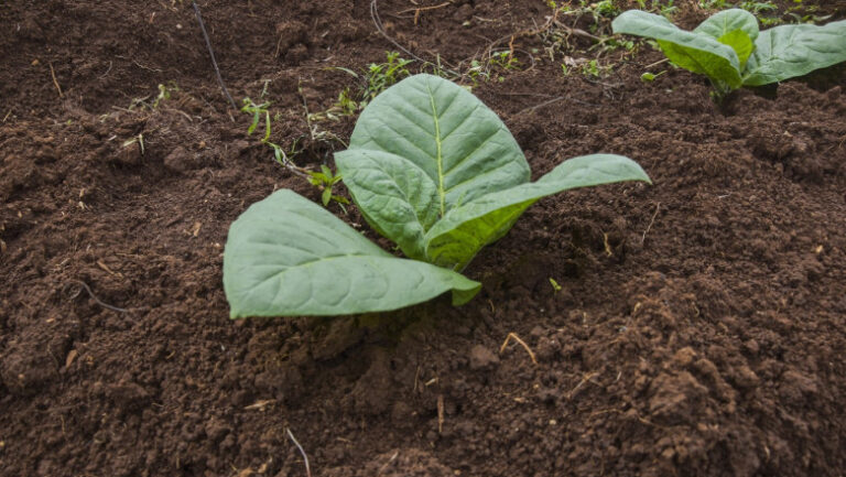 un-grup-de-cercetatori-a-creat-o-planta-de-tutun-cu-cinci-substante-psihedelice-care-se-gasesc-in-natura.-care-este-scopul-proiectului