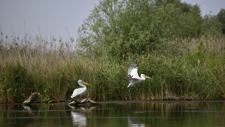 primarul-din-tulcea-spune-ca-alertele-de-drone-alunga-turistii-din-delta-dunarii.-„ne-a-afectat-cel-mai-mult”